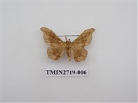 藏品(尺蛾270)的圖片